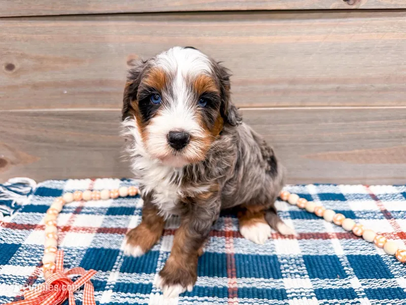 Roper  – Miniature Bernedoodle puppy for sale in Exeter, MO