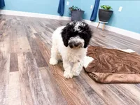 Dodger , a male Poodle - Miniature  for sale in Exeter, MO – 2 of 9