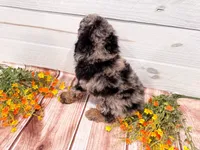 Duncan , a male Poodle - Miniature  for sale in Exeter, MO – 3 of 5