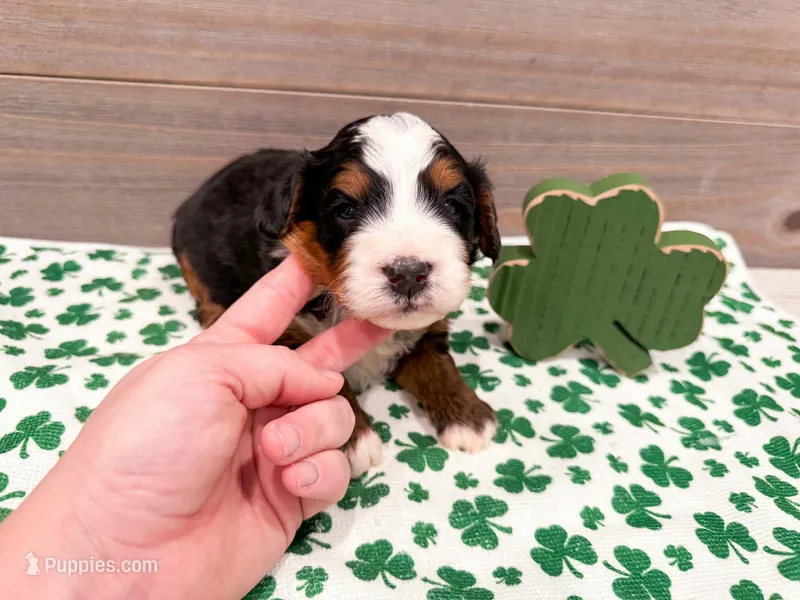 Claire  – Miniature Bernedoodle puppy for sale in Exeter, MO