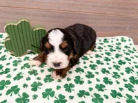 Claire , a female Miniature Bernedoodle for sale in Exeter, MO – Photo 4 of 4