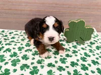 Claire , a female Miniature Bernedoodle for sale in Exeter, MO – Photo 2 of 4