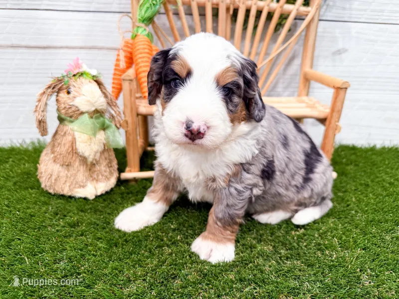 Crosby  – Miniature Bernedoodle puppy for sale in Exeter, MO