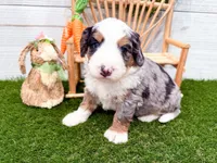Crosby , a male Miniature Bernedoodle for sale in Exeter, MO – 5 of 7