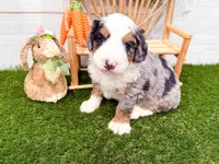 Crosby , a male Miniature Bernedoodle for sale in Exeter, MO – 7 of 7