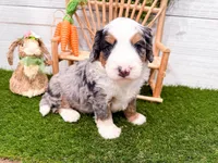 Crosby , a male Miniature Bernedoodle for sale in Exeter, MO – 6 of 7