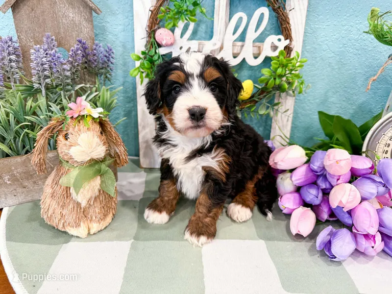 Claire  – Miniature Bernedoodle puppy for sale in Exeter, MO