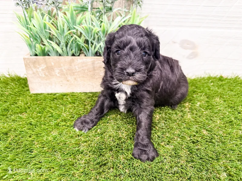 Sabrina – Miniature Goldendoodle puppy for sale in Exeter, MO