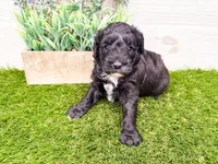 Sabrina, a female Miniature Goldendoodle for sale in Exeter, MO – Photo 1 of 2