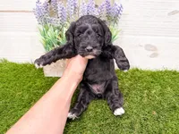 Sabrina, a female Miniature Goldendoodle for sale in Exeter, MO – Photo 2 of 2