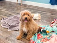 Demi , a female Miniature Goldendoodle for sale in Exeter, MO – 2 of 4