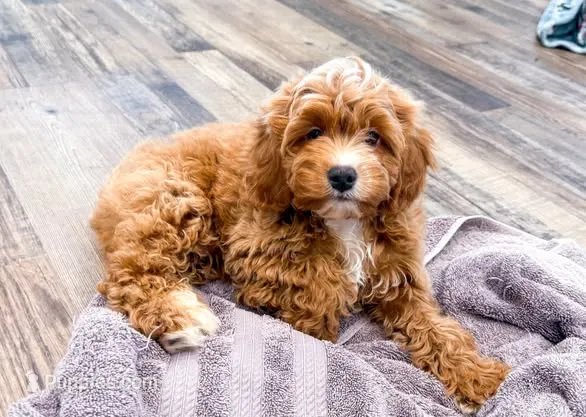 Larson  – Cavapoo puppy for sale in Exeter, MO