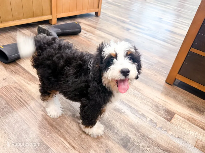 Holly  – Miniature Bernedoodle puppy for sale in Exeter, MO