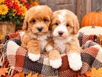 Gelbvieh , a male Miniature Bernedoodle for sale in Exeter, MO – 2 of 2