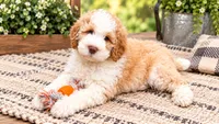 Butch Cassidy , a male Golden Mountain Doodle for sale in Exeter, MO – 1 of 1