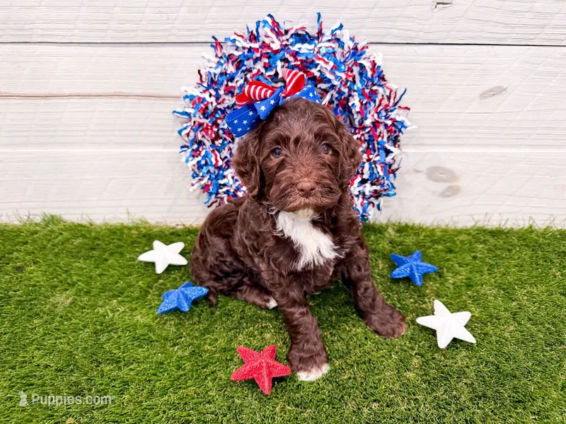 Milky Way  – Miniature Goldendoodle puppy for sale in Exeter, MO