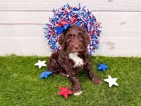 Milky Way , a female Miniature Goldendoodle for sale in Exeter, MO – 1 of 1