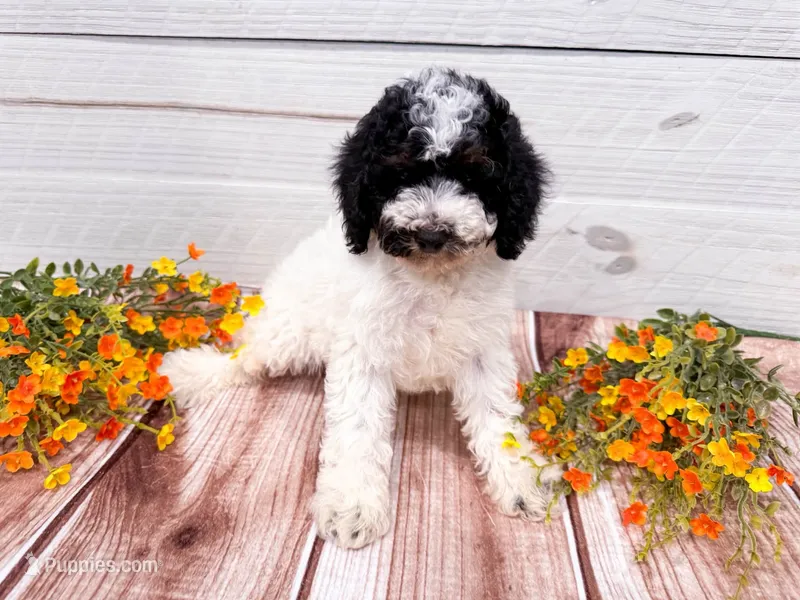 Dodger  – Poodle - Miniature  puppy for sale in Exeter, MO