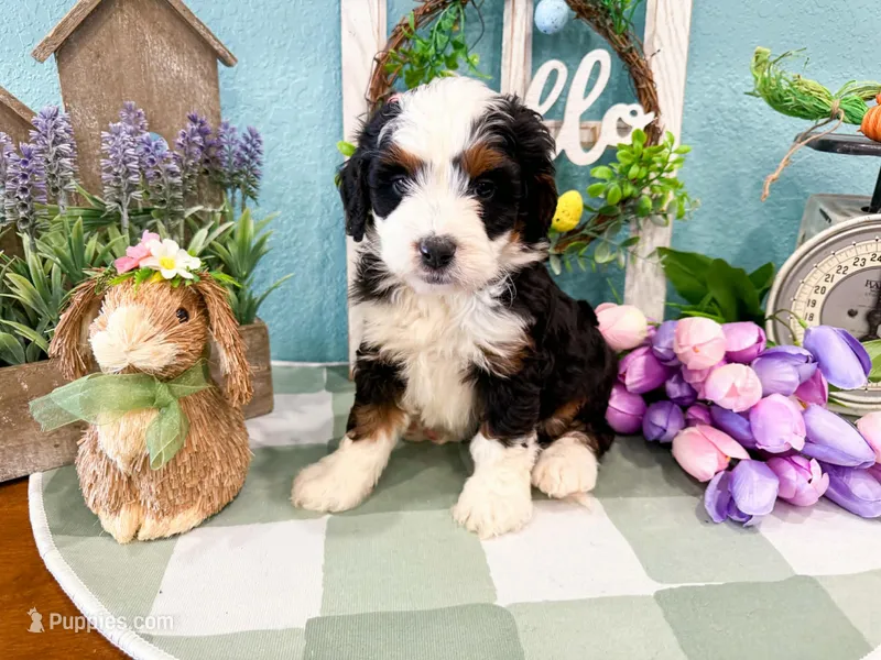 Holly  – Miniature Bernedoodle puppy for sale in Exeter, MO