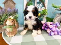 Holly , a female Miniature Bernedoodle for sale in Exeter, MO – 4 of 7