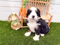 Holly , a female Miniature Bernedoodle for sale in Exeter, MO – 6 of 7