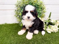 Holly , a female Miniature Bernedoodle for sale in Exeter, MO – 3 of 7
