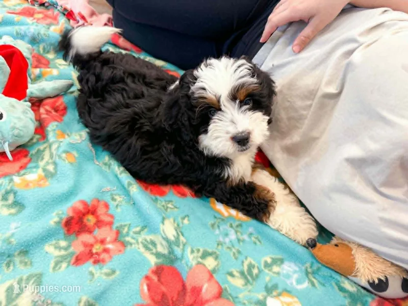 Holly  – Miniature Bernedoodle puppy for sale in Exeter, MO