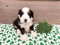 Holly , a female Miniature Bernedoodle for sale in Exeter, MO – Photo 3 of 4