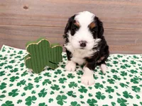 Holly , a female Miniature Bernedoodle for sale in Exeter, MO – Photo 1 of 4