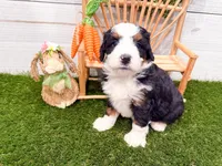 Holly , a female Miniature Bernedoodle for sale in Exeter, MO – 7 of 7
