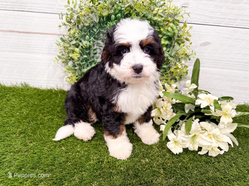 Holly  – Miniature Bernedoodle puppy for sale in Exeter, MO