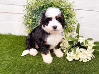 Holly , a female Miniature Bernedoodle for sale in Exeter, MO – 1 of 7