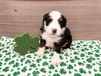 Holly , a female Miniature Bernedoodle for sale in Exeter, MO – Photo 2 of 4