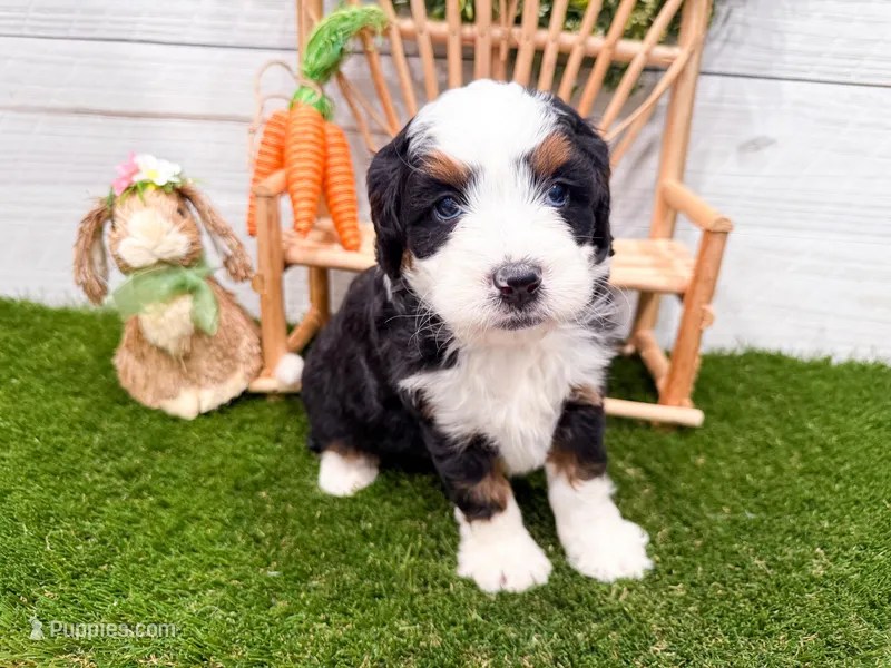 Holly  – Miniature Bernedoodle puppy for sale in Exeter, MO