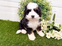 Holly , a female Miniature Bernedoodle for sale in Exeter, MO – 2 of 7