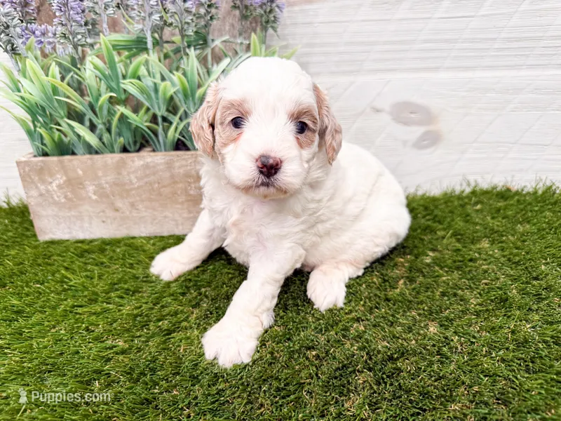 Silvia – Miniature Goldendoodle puppy for sale in Exeter, MO