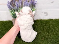 Silvia, a female Miniature Goldendoodle for sale in Exeter, MO – Photo 3 of 3