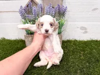 Silvia, a female Miniature Goldendoodle for sale in Exeter, MO – Photo 2 of 3