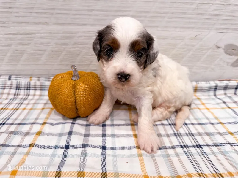 Kimes – Miniature Bernedoodle puppy for sale in Exeter, MO