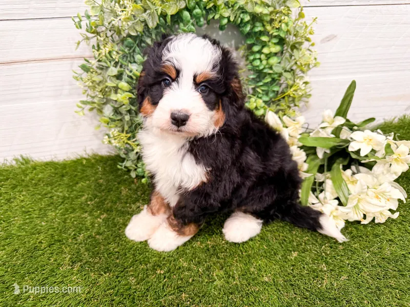 Clover  – Miniature Bernedoodle puppy for sale in Exeter, MO