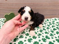 Clover , a female Miniature Bernedoodle for sale in Exeter, MO – Photo 1 of 5
