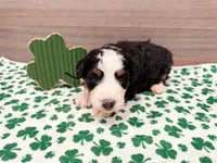 Clover , a female Miniature Bernedoodle for sale in Exeter, MO – Photo 2 of 5