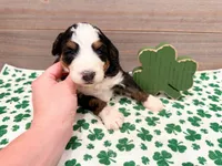 Clover , a female Miniature Bernedoodle for sale in Exeter, MO – Photo 3 of 5