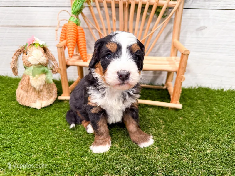 Claire  – Miniature Bernedoodle puppy for sale in Exeter, MO