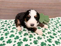 Clover , a female Miniature Bernedoodle for sale in Exeter, MO – Photo 4 of 5