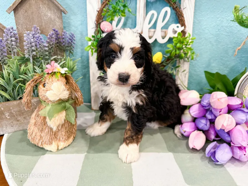 Clover  – Miniature Bernedoodle puppy for sale in Exeter, MO