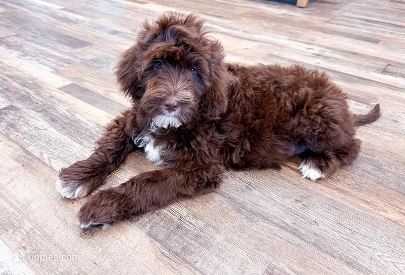 Twix – Miniature Goldendoodle puppy for sale in Exeter, MO