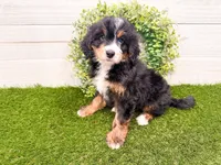 Harley , a female Miniature Bernedoodle for sale in Exeter, MO – 3 of 7