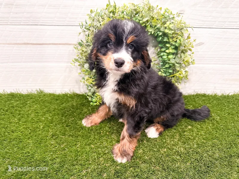 Harley  – Miniature Bernedoodle puppy for sale in Exeter, MO
