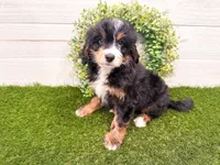 Harley , a female Miniature Bernedoodle for sale in Exeter, MO – 1 of 7